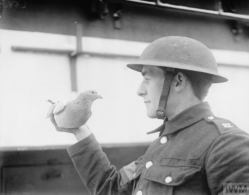pigeon